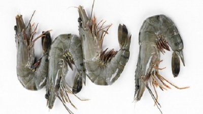 GAMBAS BLACK TIGER 16/20 800GR