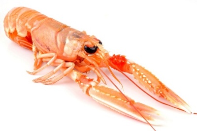 LANGOUSTINE 20/30 800GR