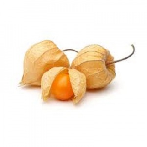 PHYSALIS