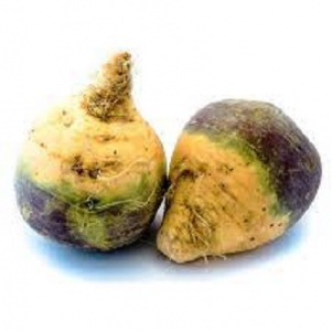 RUTABAGA