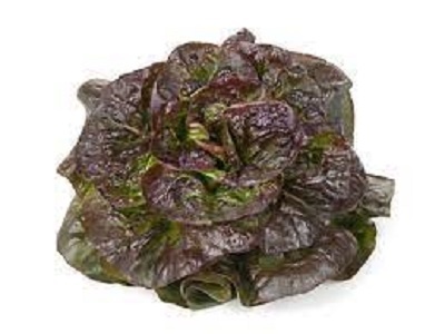 SALADE ROUGETTE